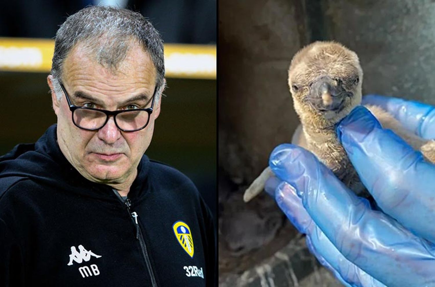 El pingüino «Bielsa»: otra locura en Leeds en honor al DT rosarino