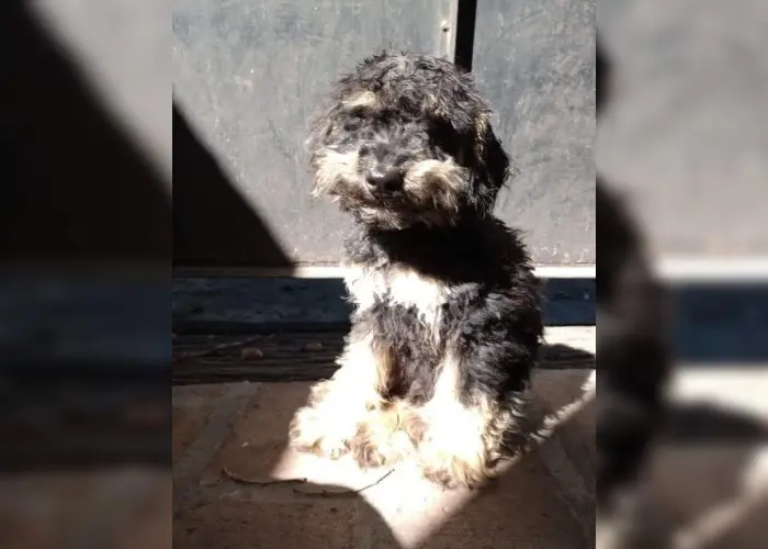 Buscan urgente un perro que está medicado