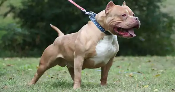 A dos semanas del ataque, aún no están los resultados de la autopsia de la niña que murió por un pitbull