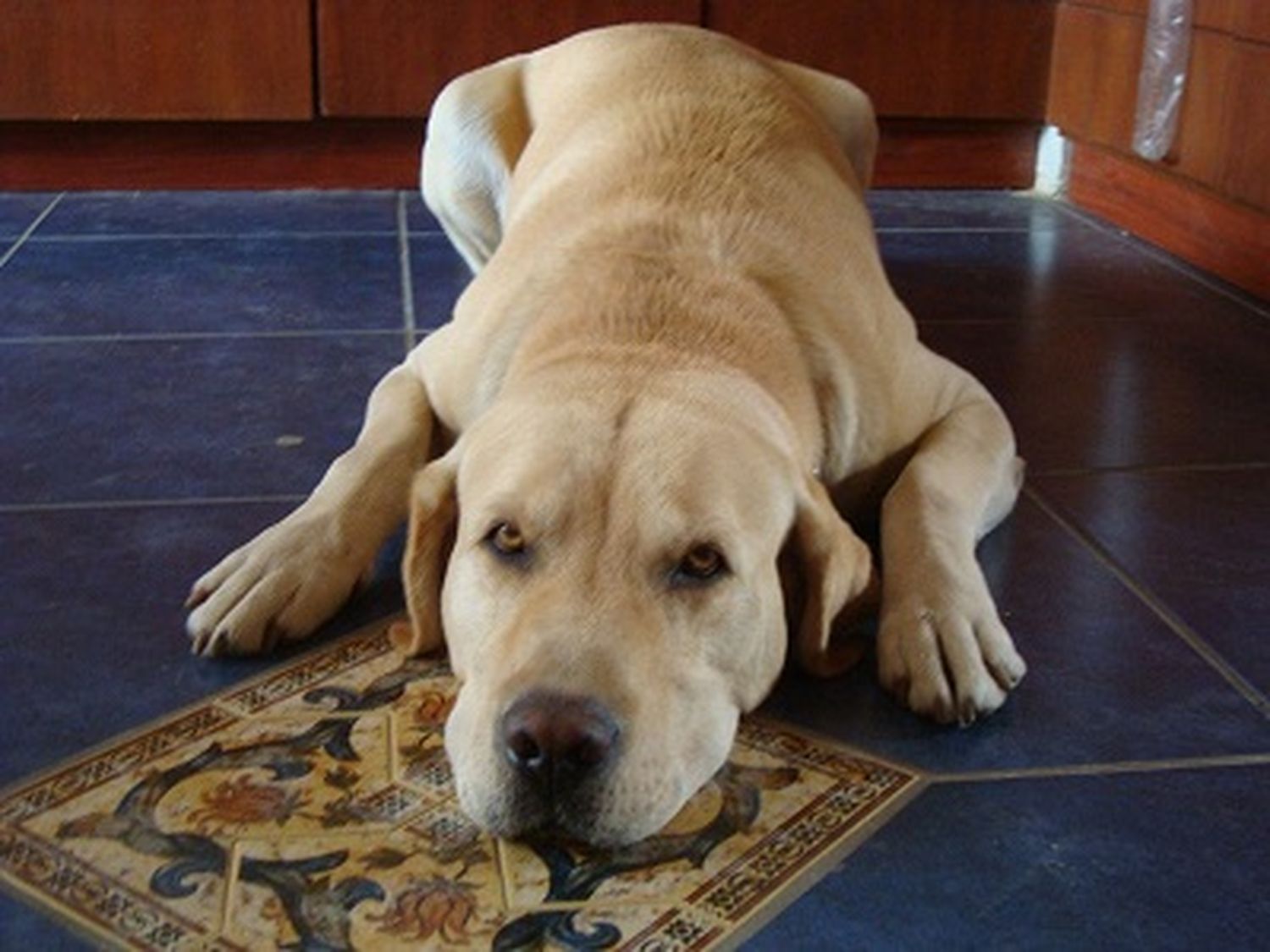 Lo único que faltaba: tener que pagar para recuperar a tu perro
