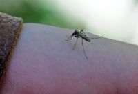 Volvieron los mosquitos, pero aclararon que no es dengue y advirtieron sobre la resistencia a los venenos