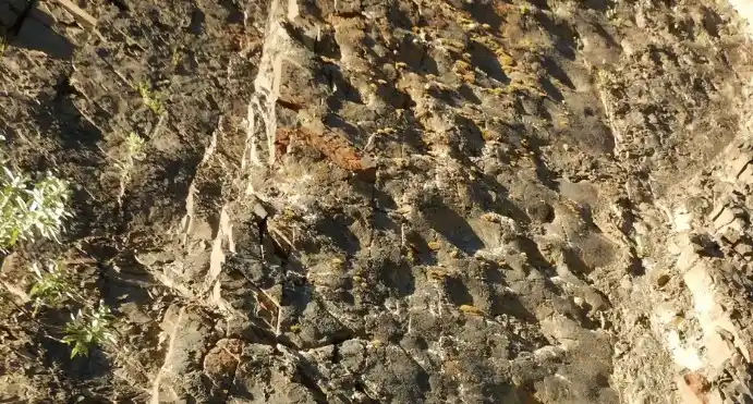 Una pared del "coliseo de los dinosaurios" muestra numerosas depresiones de huellas de hadrosaurio. Imágenes: Dustin Stewart