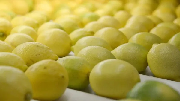 campo-limon-tucuman-fruta