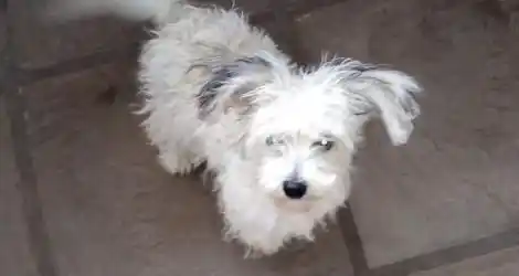 Perrito encontrado