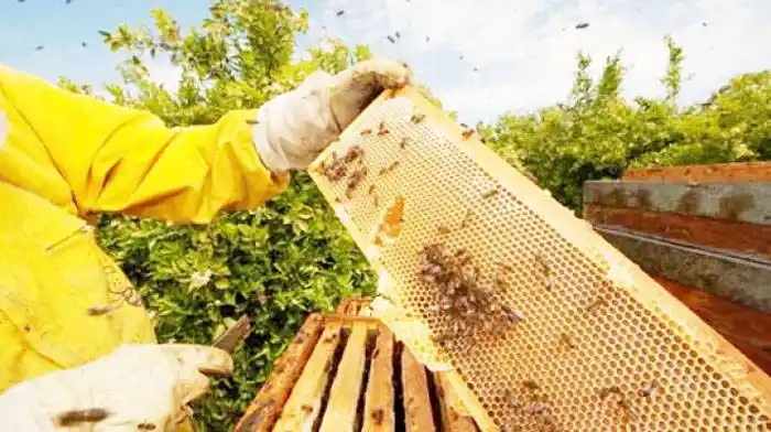 INTA alerta sobre una enfermedad que afecta a la apicultura de la costa del Uruguay