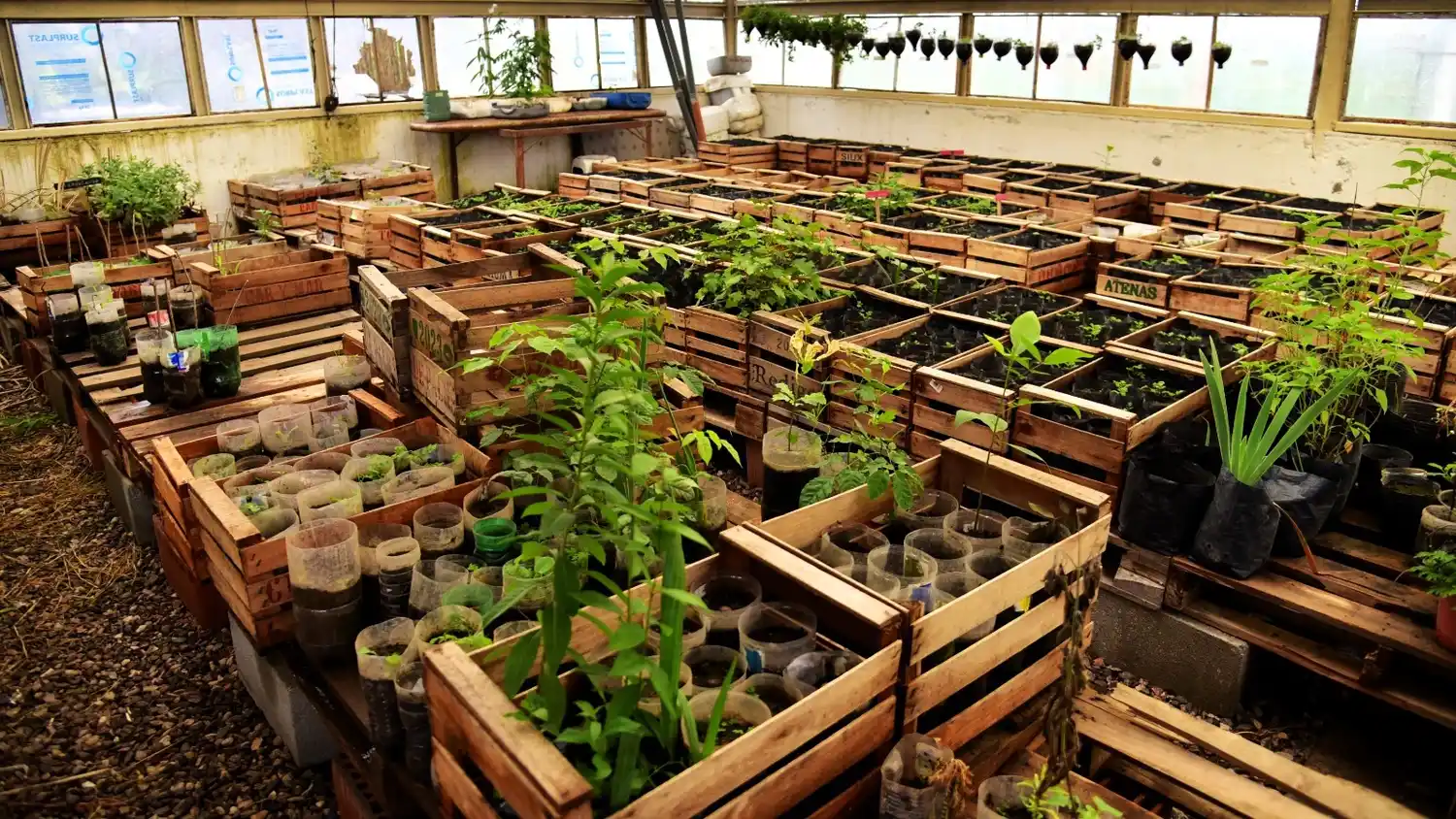 Vivero que funciona en San Francisco, servicio penitenciario