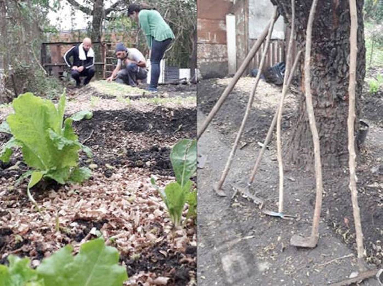 Huerta orgánica comunitaria  en la zona sur