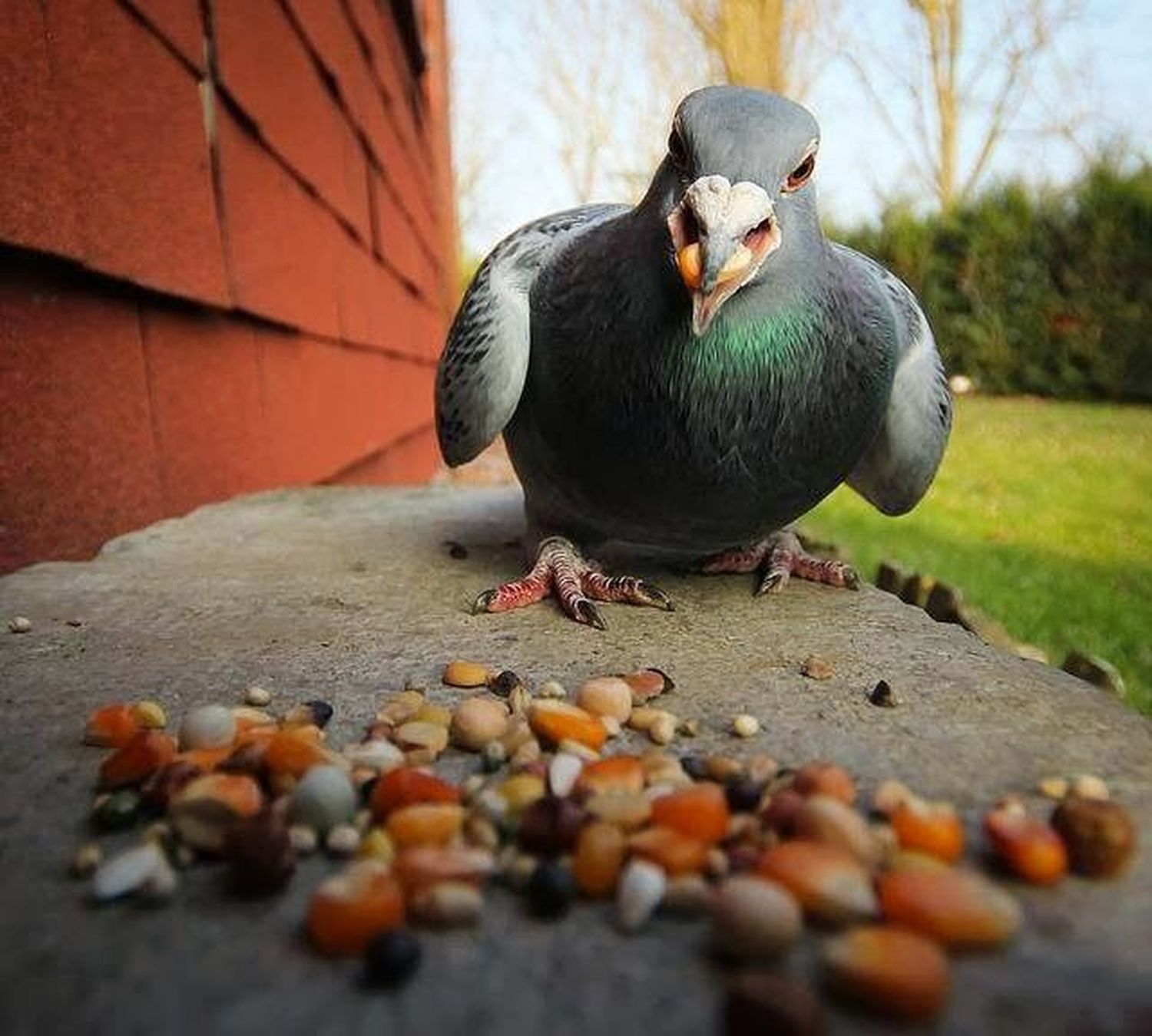 ¡EXTRAVAGANCIA MÁXIMA! Asadero de Palomas en Bogotá