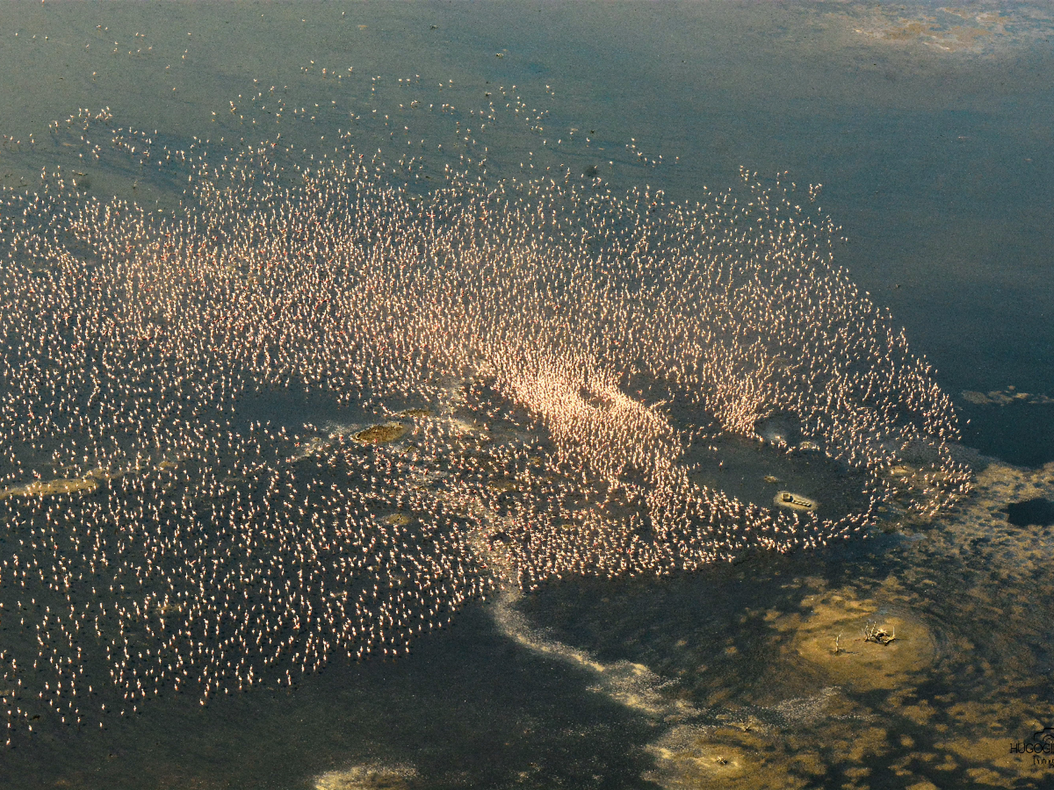 Detrás de las impresionantes  imágenes de flamencos, un censo de aves en Mar Chiquita  