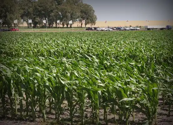Bajó la intención de siembra de maíz y arroz