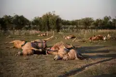 Sequía: en el norte de Santa Fe ya contabilizan la muerte de más de 3000 animales