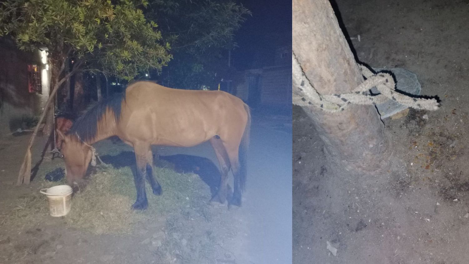 En la madrugada sustrajeron una yegua que se hallaba atada a un árbol