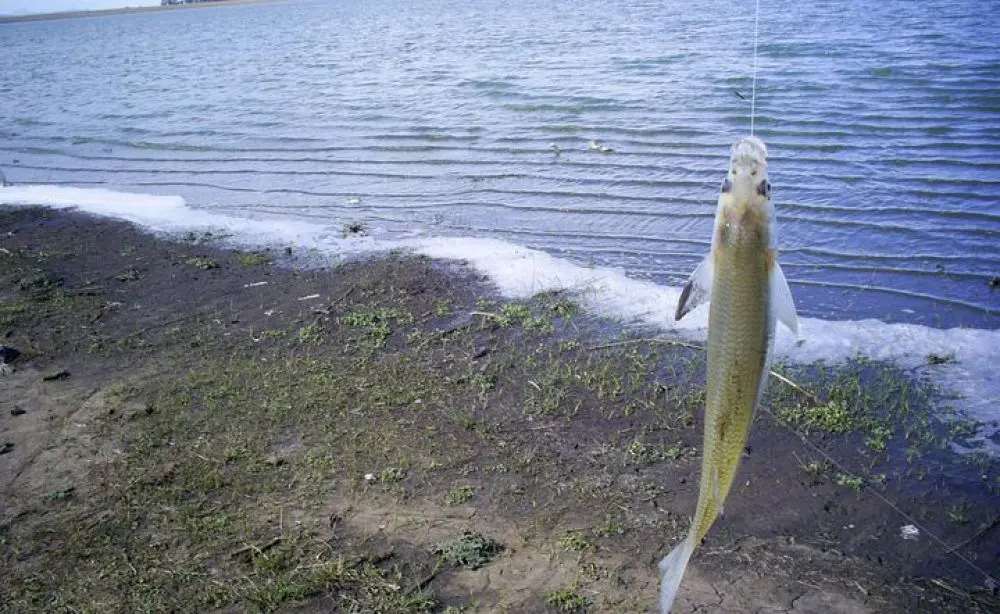 Veda de pesca de pejerrey en la Provincia de Buenos Aires