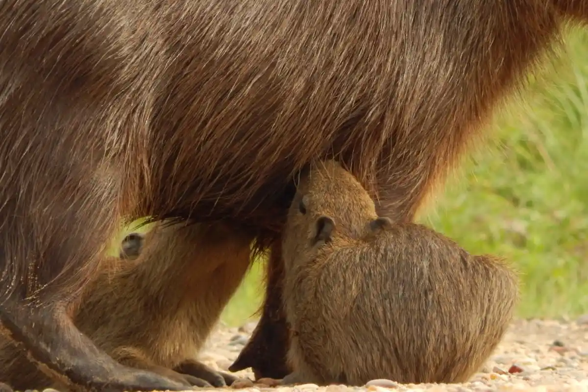 Día de la diversidad biológica: Gualeguaychú tiene casi 20 mil hectáreas para resguardar la flora y la fauna autóctona