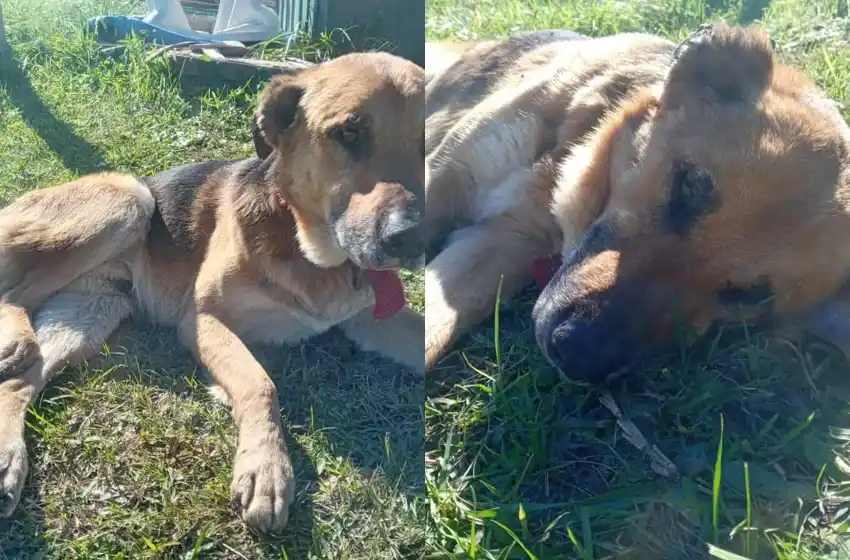 Renuevan el pedido de ayuda para un perro que fue atropellado y abandonado
