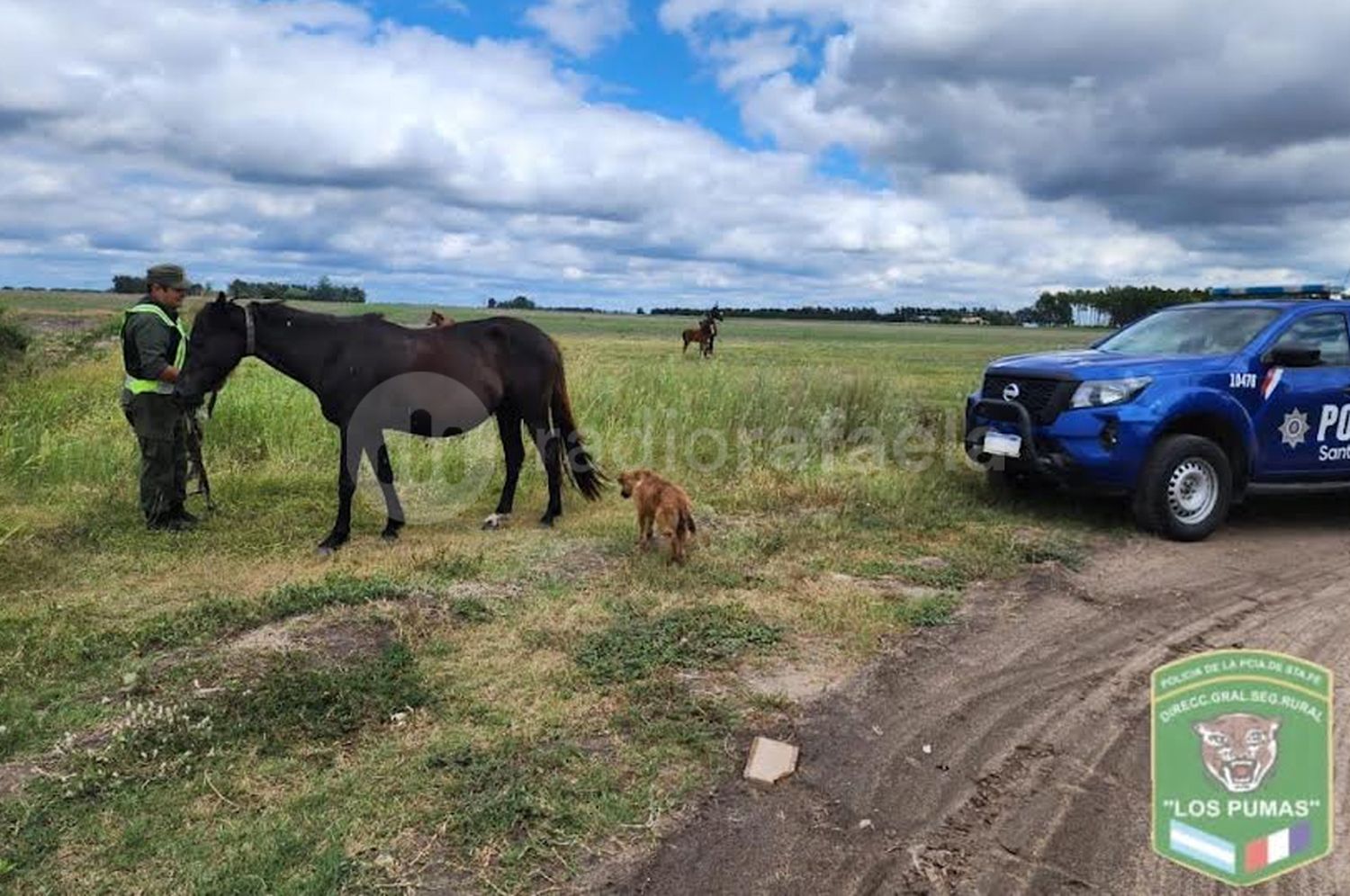 Secuestraron cinco caballos sueltos en distintas localidades de la provincia