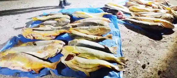 Secuestraron más de mil kilos de pescado en un operativo de fiscalización