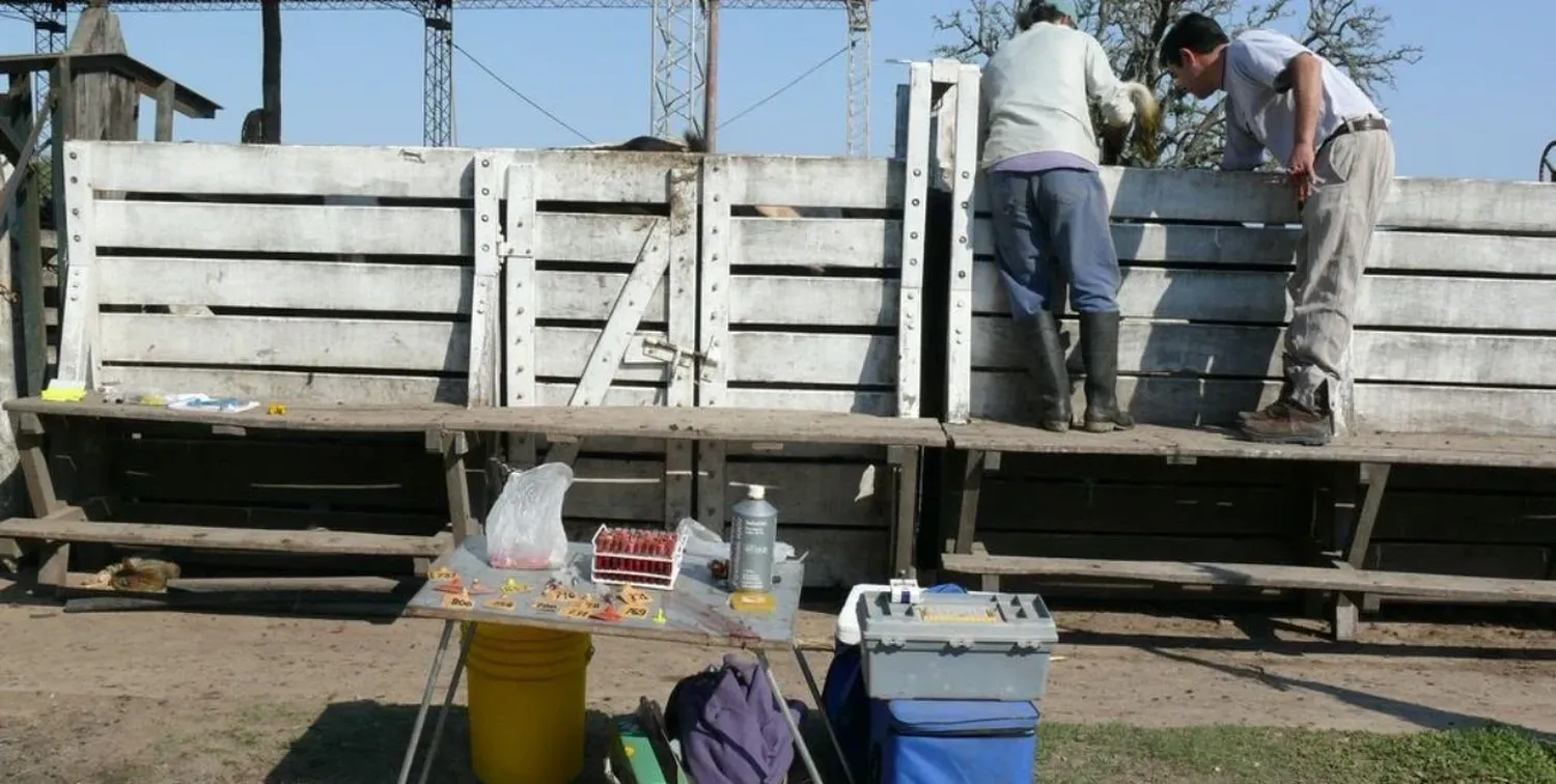 "Creo que es el momento oportuno para rever el protocolo que utilizamos de vacunación en nuestro país", dijo el médico veterinario Berardo Vignatti.