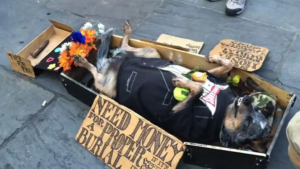 Un perro que se hace el muerto hace furor en la web