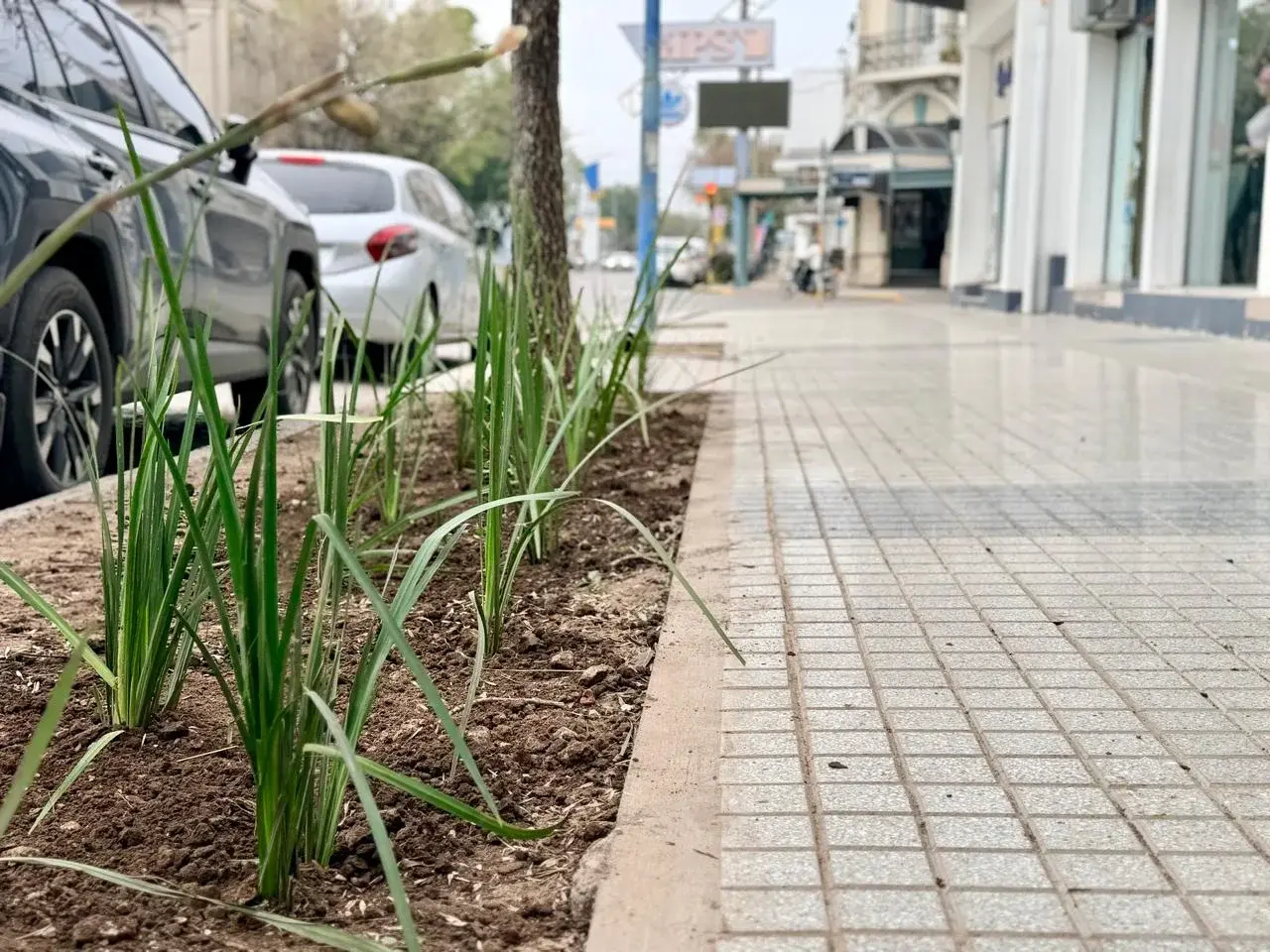 El centro de Rafaela suma verde y renueva su paisaje