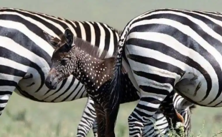 Caso único: una cebra nació con puntos blancos y piel marrón