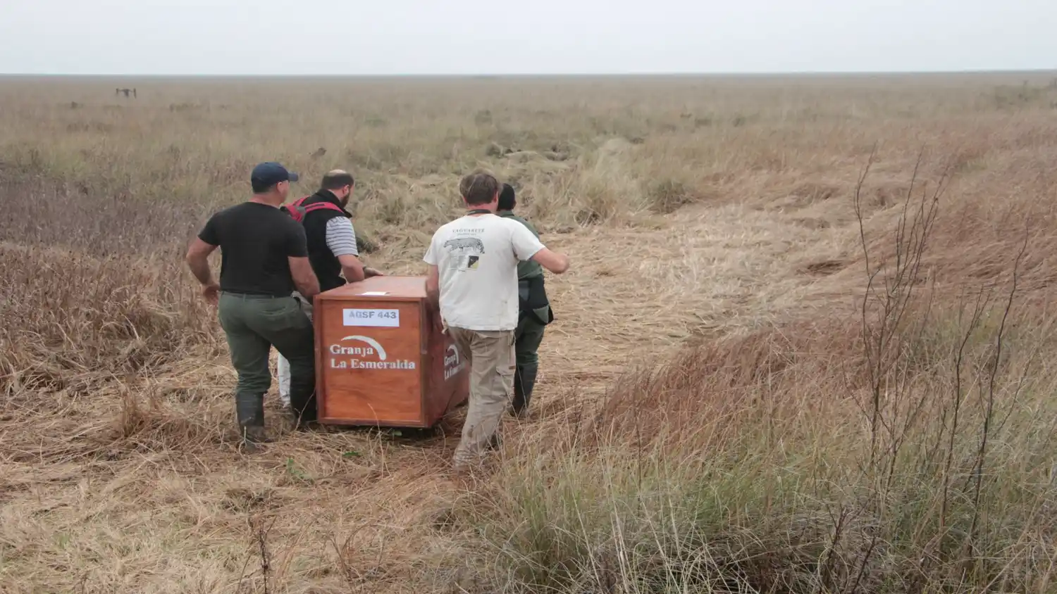 La provincia liberó dos ejemplares de Aguará Guazú