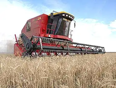 Trigo: Prevén cosecha de 8,5 millones de toneladas