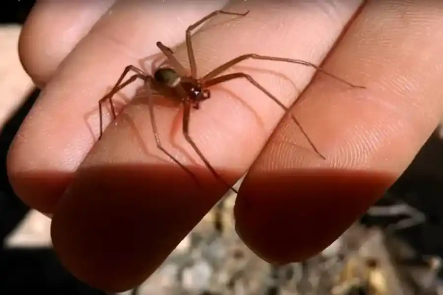 Una niña perdió la vida tras ser picada por una “araña del rincón”