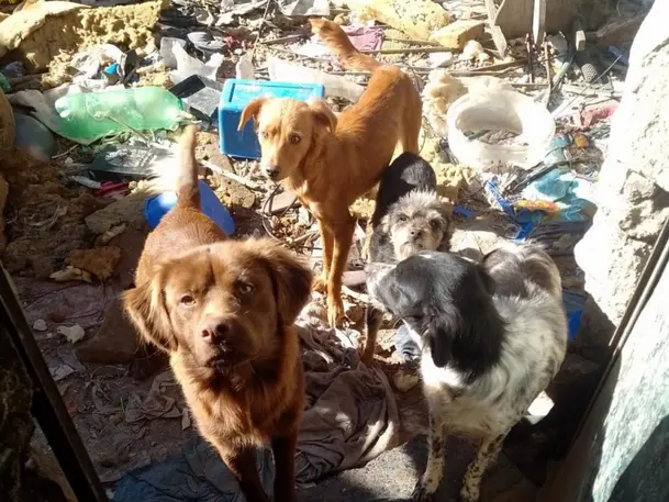 Cinco perros en mal estado de salud fueron rescatados de una vivienda en la zona sudoeste