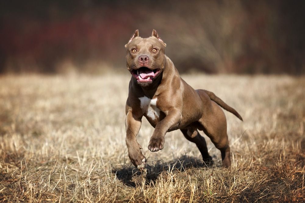 Berisso: La dueña del pitbull pidió perdón pero los casos de ataques se multiplican en Provincia