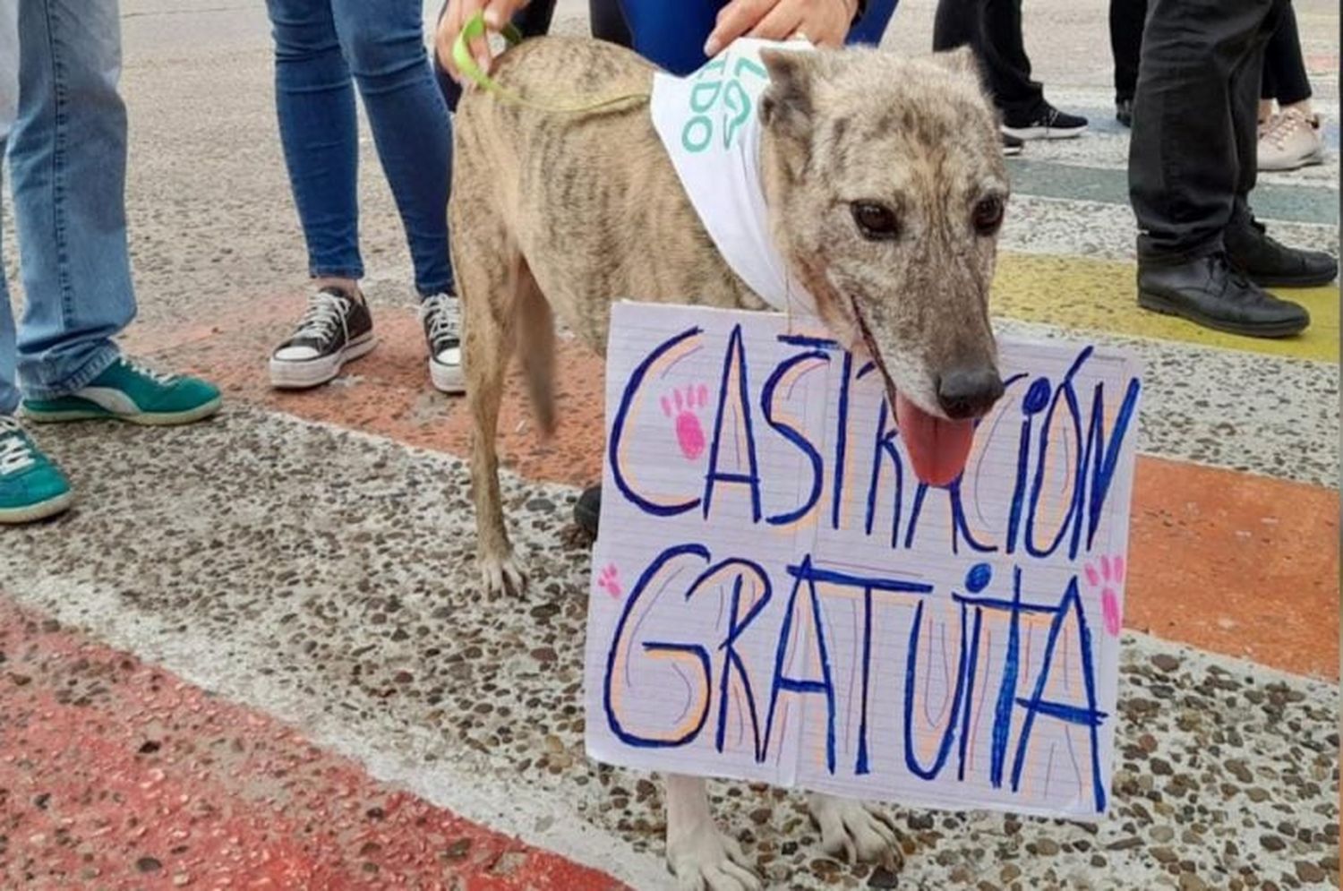 Estiman que en la ciudad hay un animal cada dos personas y piden compromiso con las castraciones