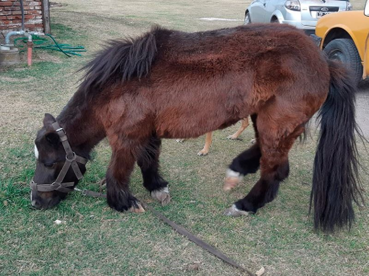 Gran rifa a beneficio de Viole, una poni que necesita ayuda para caminar