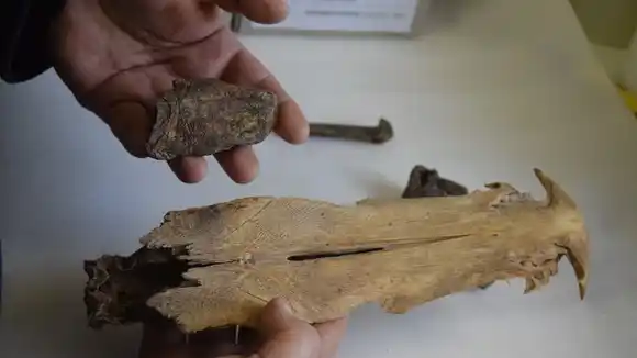 Revisan restos fósiles descubiertos hace medio siglo en Chaco