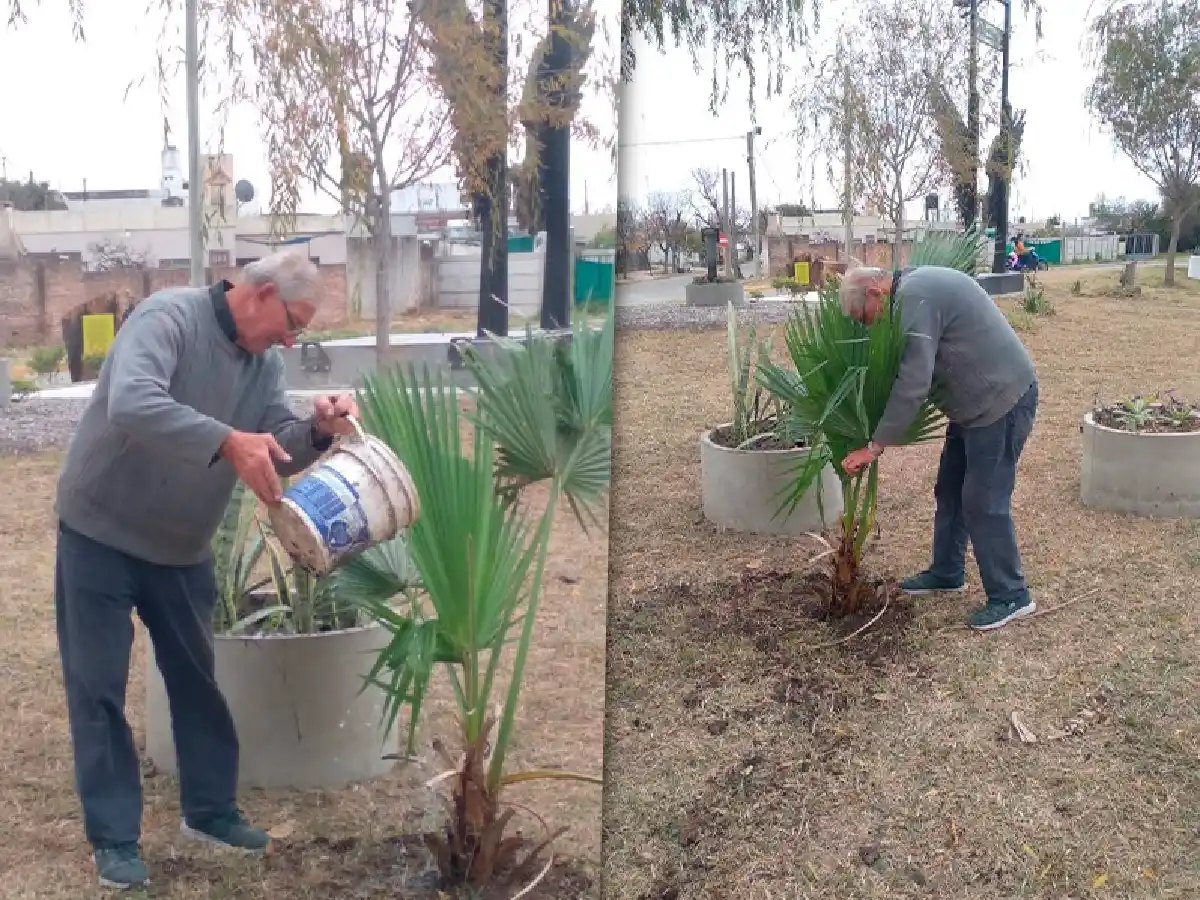 Después del robo, la solidaridad: vecino donó una palmera para el “Alas Memorial” 