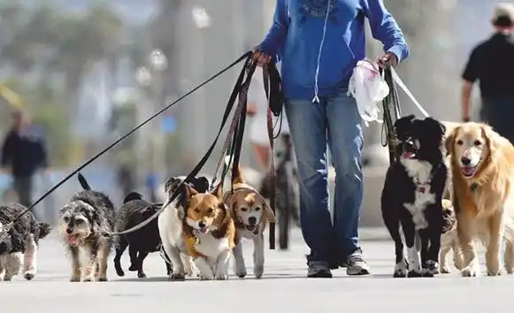 Mar del Plata: Nuevas condiciones para paseadores de perros