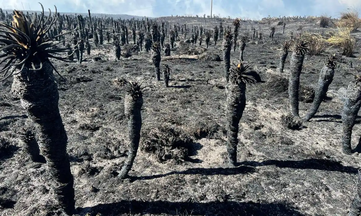 Solo cenizas donde había una guardería de frailejones