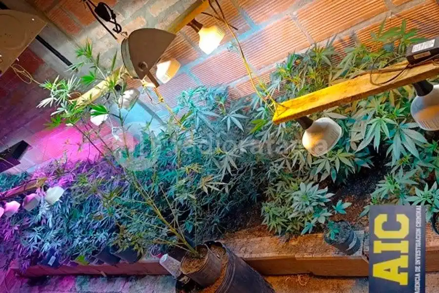 Allanaron una vivienda en búsqueda de una motoguadaña y encontraron una plantación de marihuana
