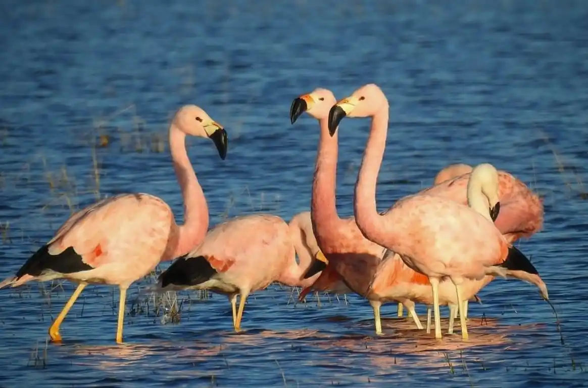 Los primeros ejemplares ya están en Melincué. Foto: Mario Casadei.