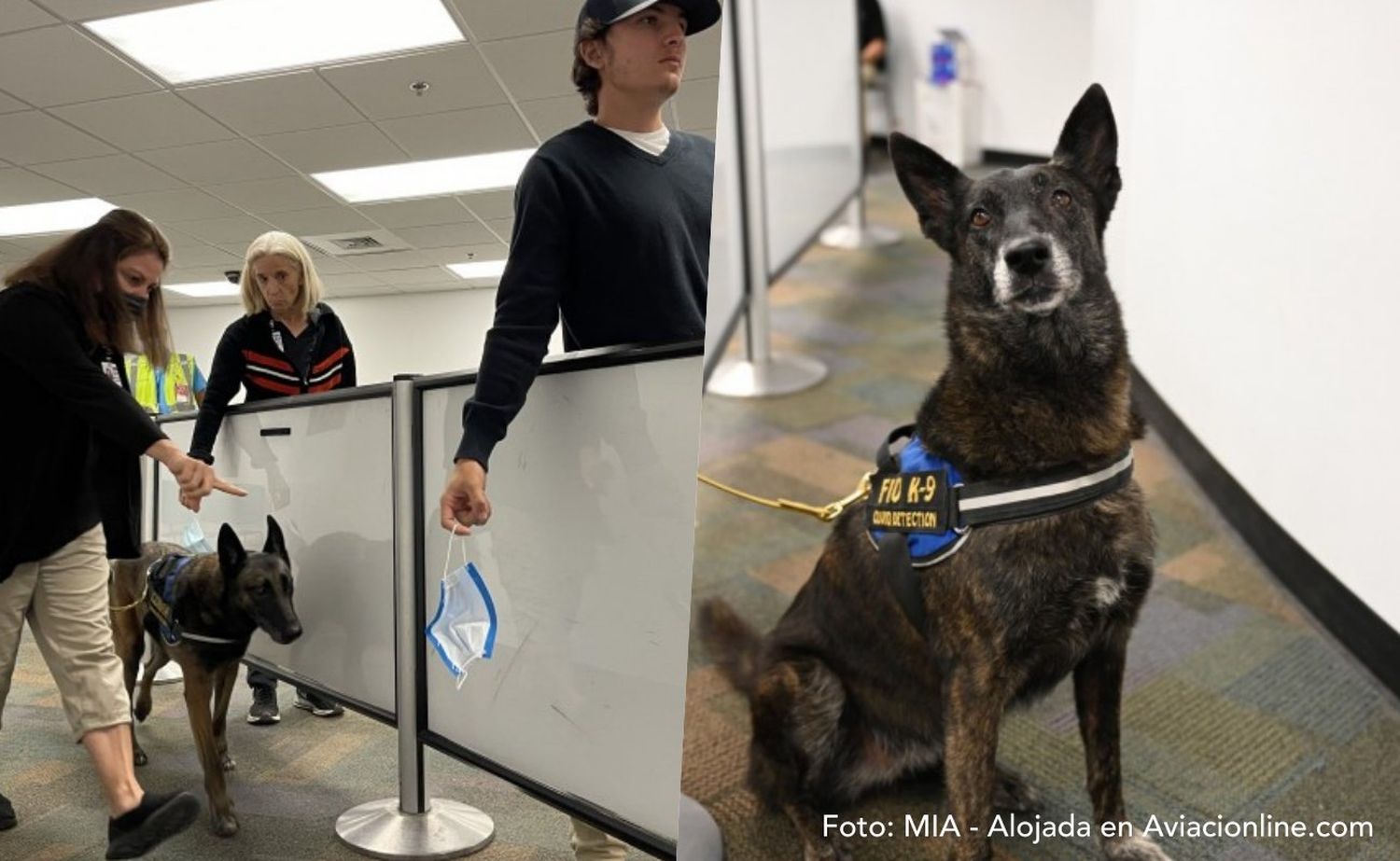 El aeropuerto de Miami inició prueba con perros detectores de COVID-19