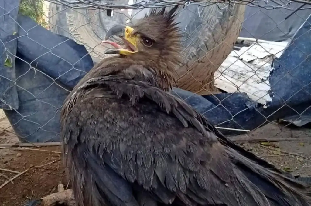 Rescataron un águila coronada al borde de la muerte en La Pampa