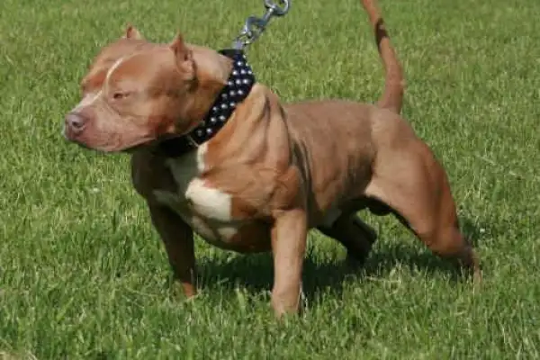 Un pitbull le arrancó el brazo a un ladrón que intentó entrar a una casa a robar