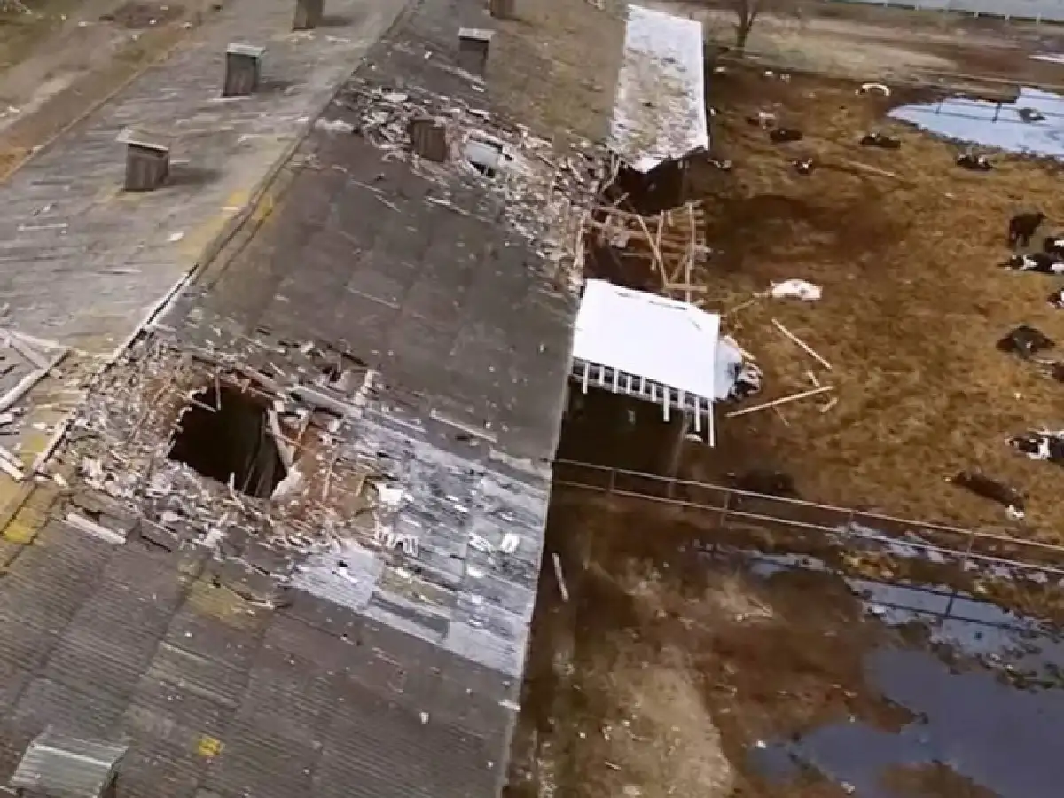 Ucrania necesita urgente vacas lecheras para reemplazar 50.000 muertas