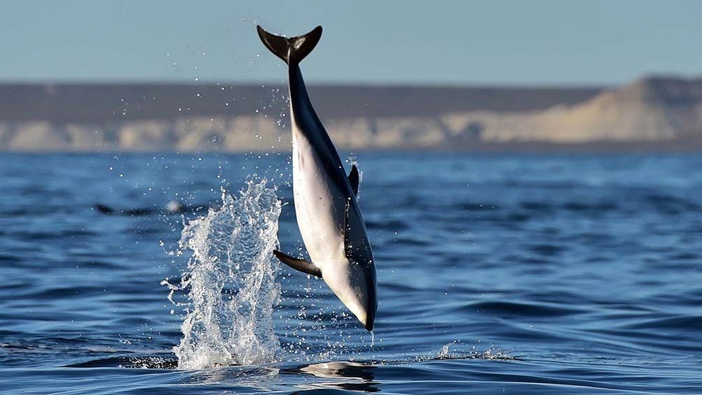 Los Delfines fueron la atracción en Puerto Madryn