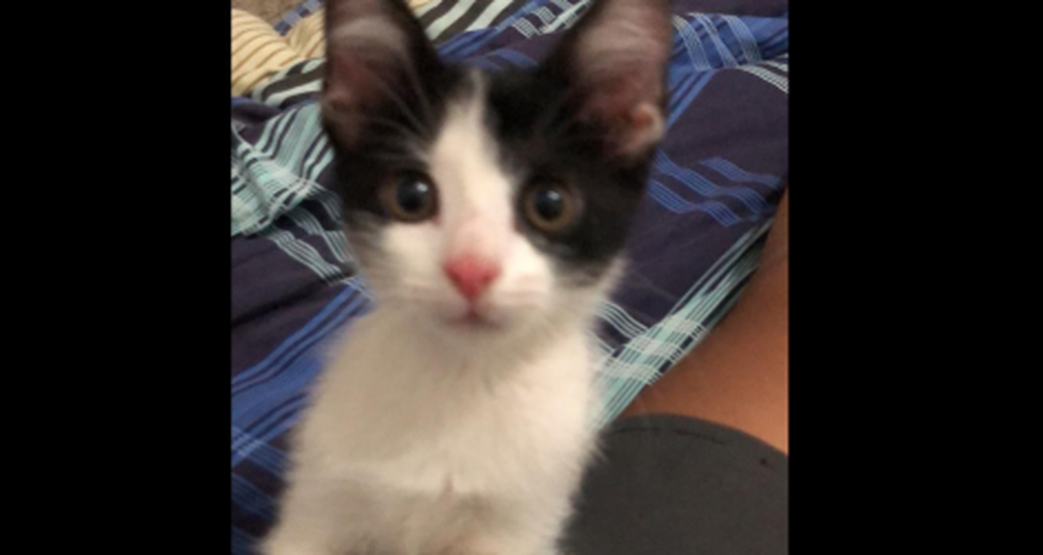 Buscan a Kenay