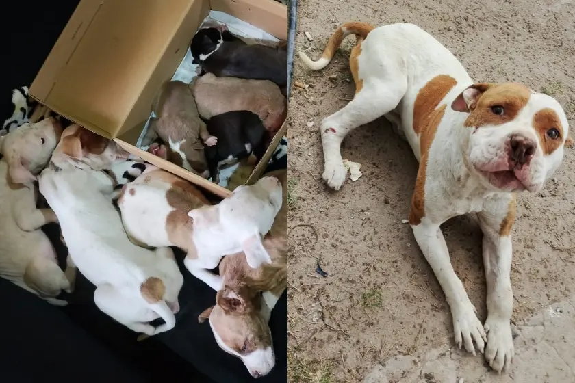 Perros rescatados.