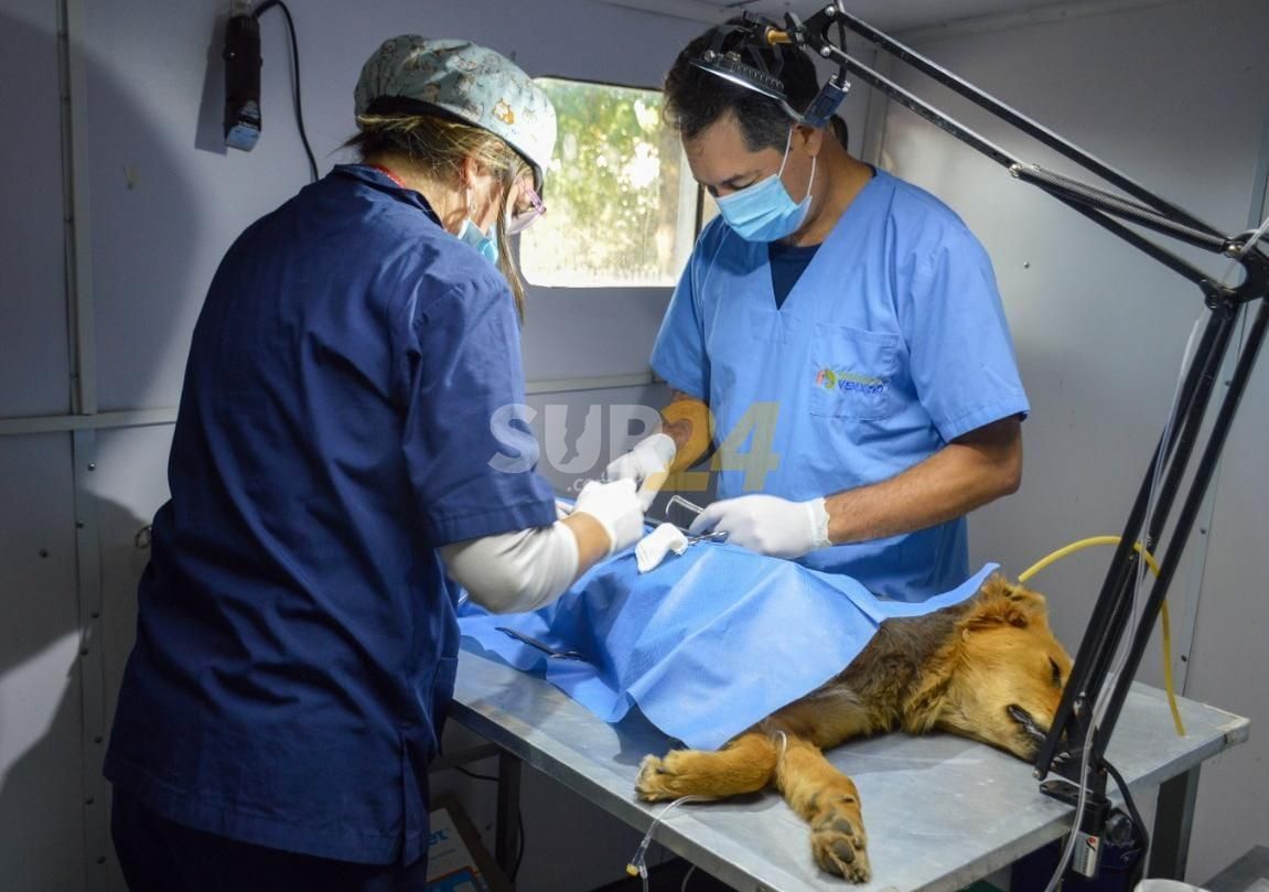  “Orejas Verdes” brindó servicios de salud animal en los barrios Malvinas Argentinas y Victoria 