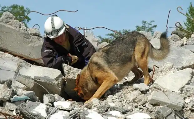 Primer Encuentro de Unidades Caninas de búsqueda y rescate