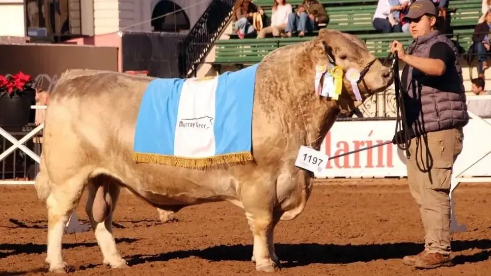 n toro de raza Murray Grey criado en el Sudoeste Bonaerense