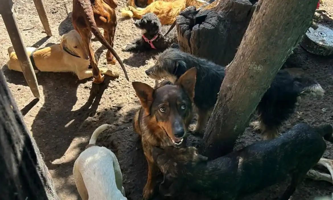 Rescatan a 45 perros que estaban hacinados y desnutridos