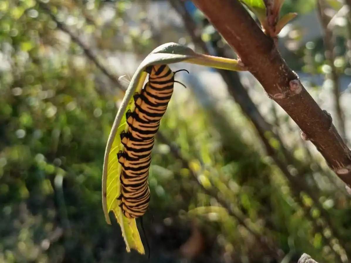 Aparecieron las primeras orugas de mariposa monarca en La Delfina
